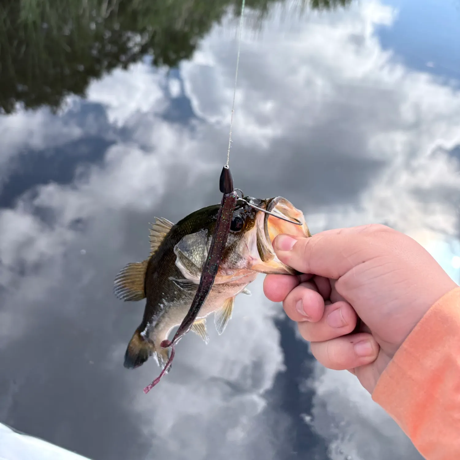 Largemouth bass caught on Fishbrain