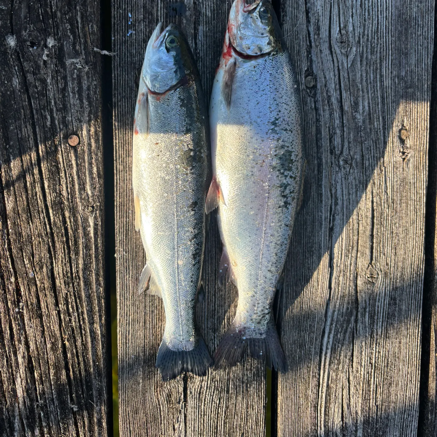 The most recent Rainbow trout catches on Fishbrain