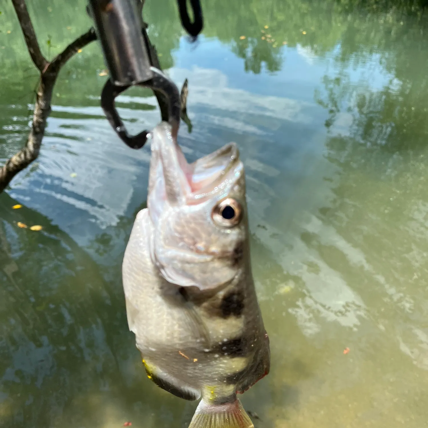 The most recent Banded archerfish catches on Fishbrain