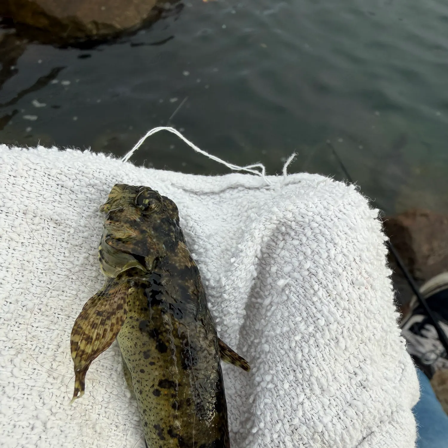 The most recent Woolly sculpin catches on Fishbrain