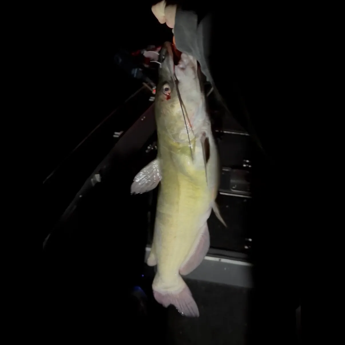 Channel catfish caught on Fishbrain