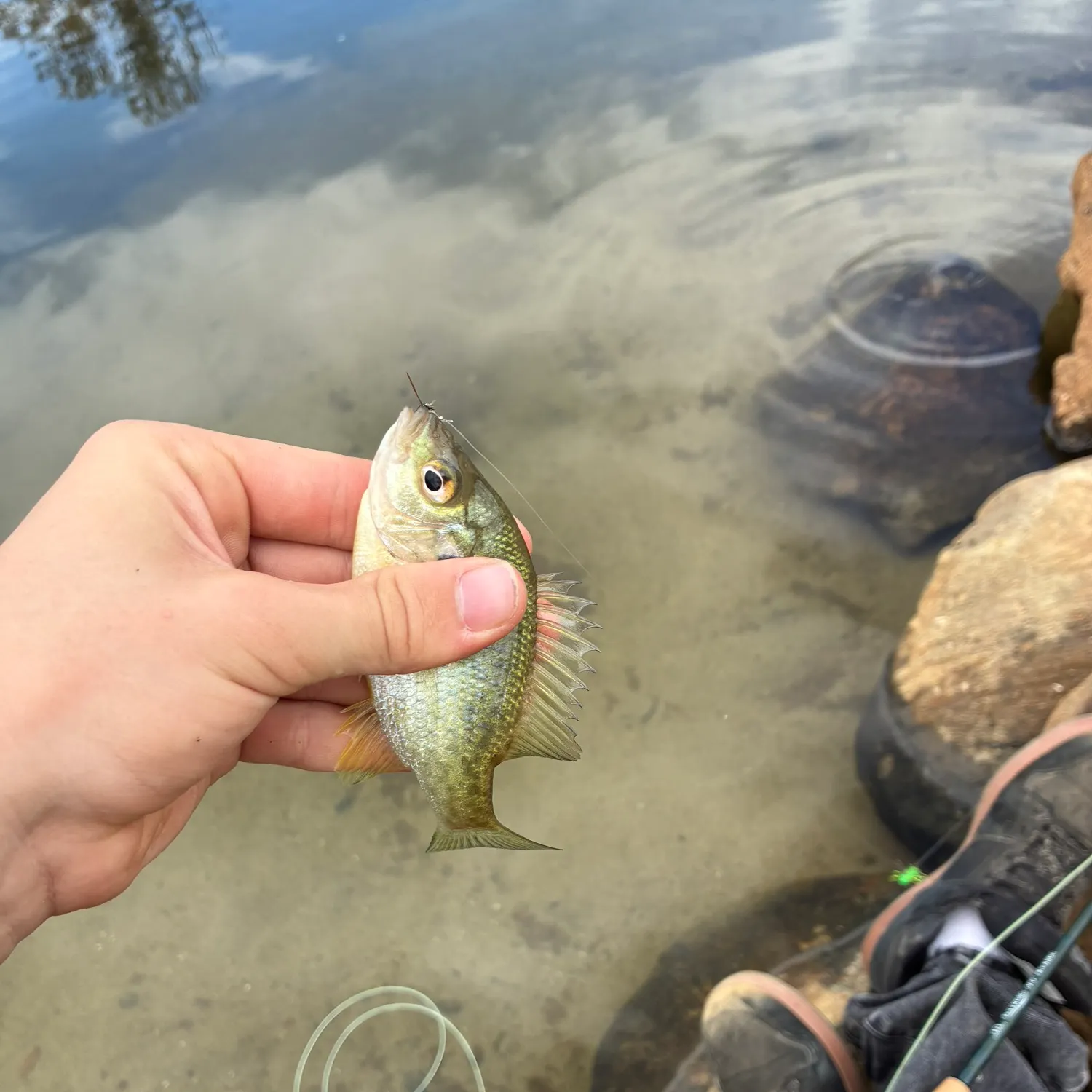 Bluegill caught on Fishbrain