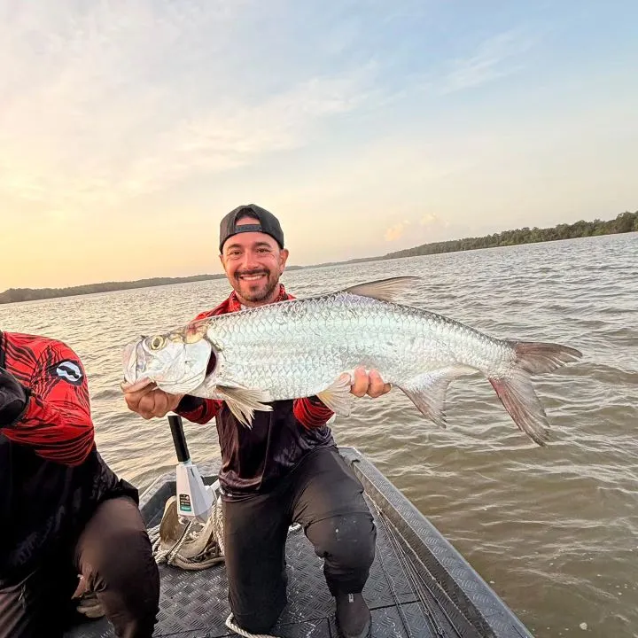 The most recent Tarpon Snook catches on Fishbrain