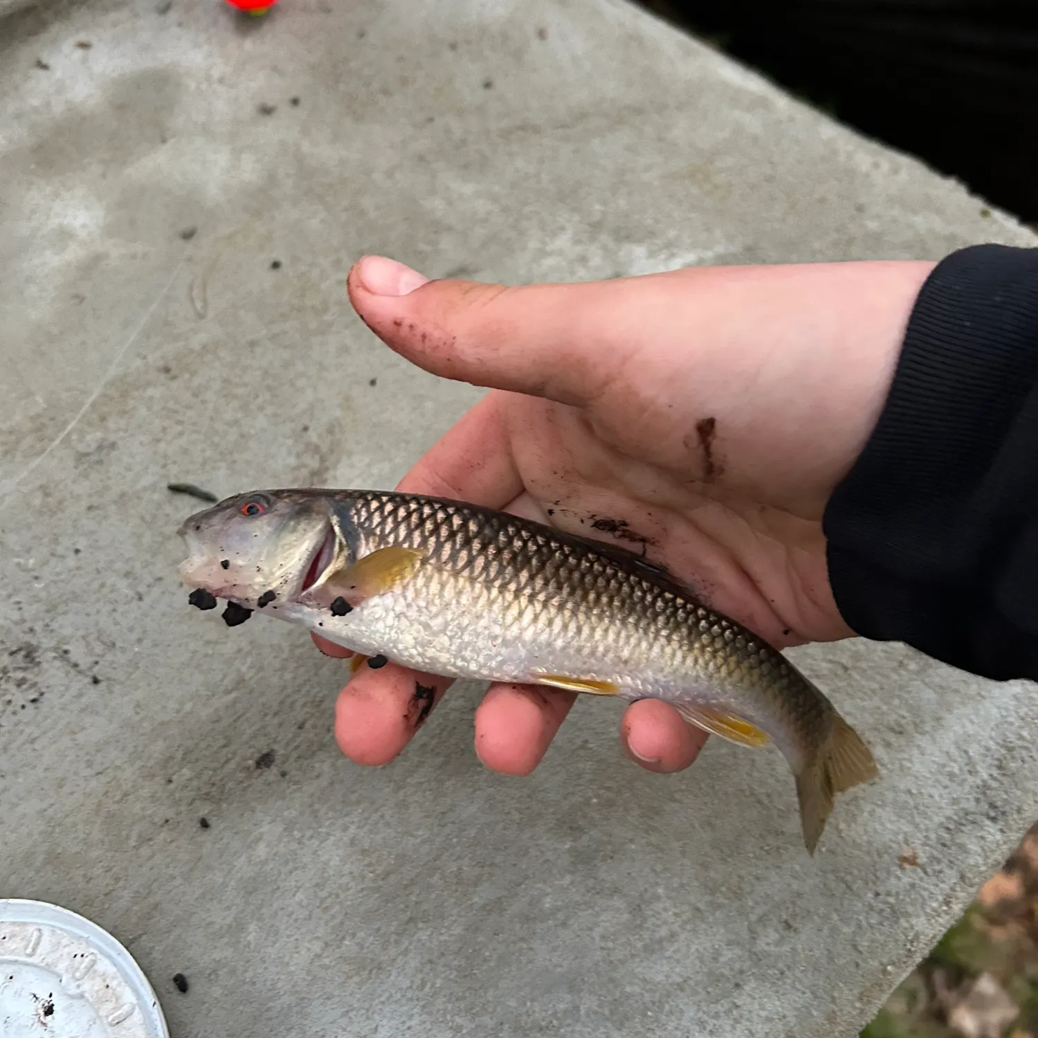 The most recent River chub catches on Fishbrain