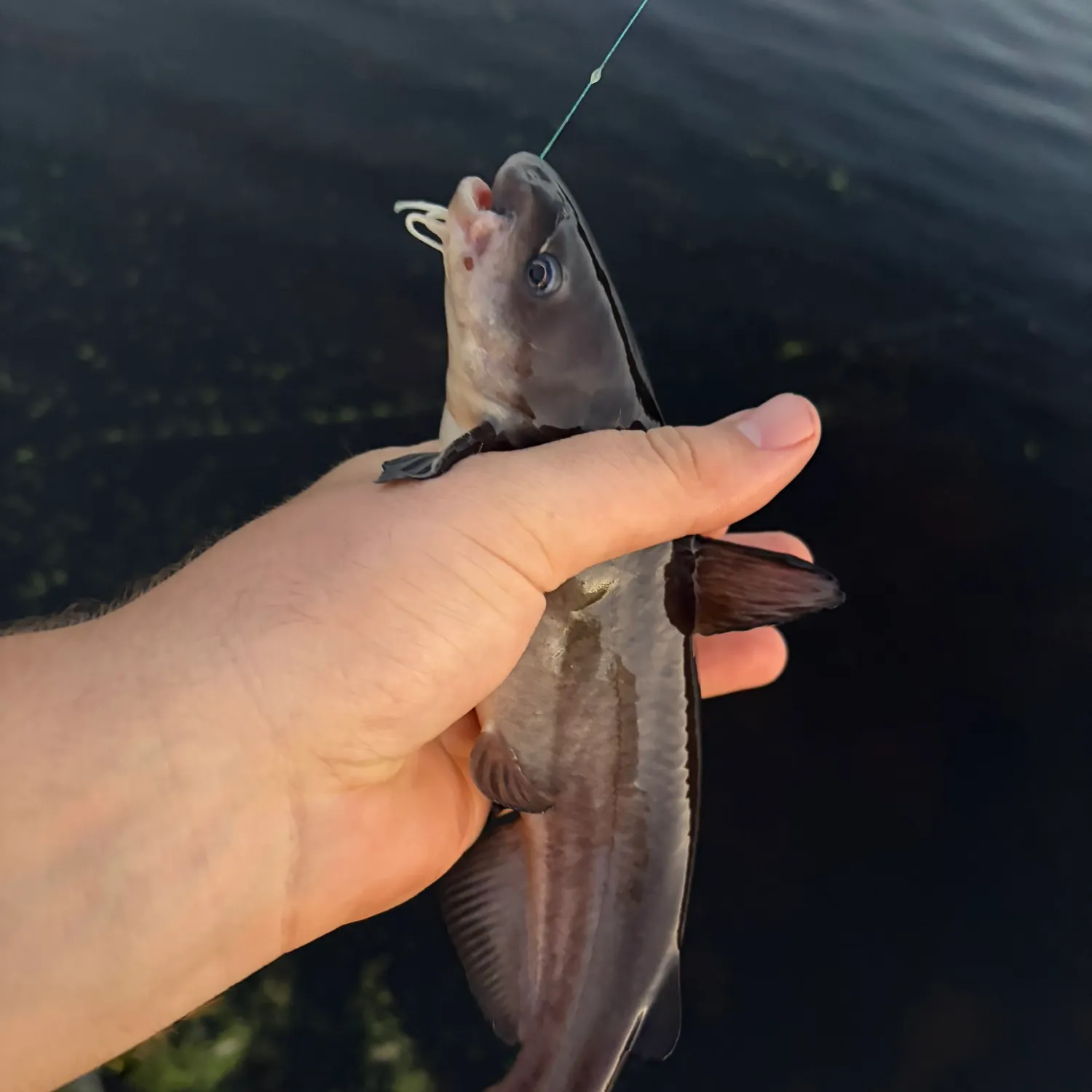 Black bullhead caught on Fishbrain