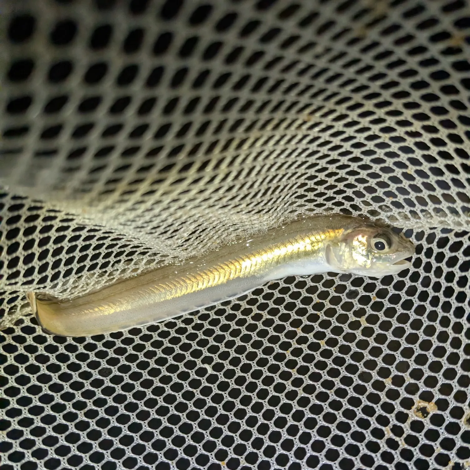 The most recent Striped cusk-eel catches on Fishbrain