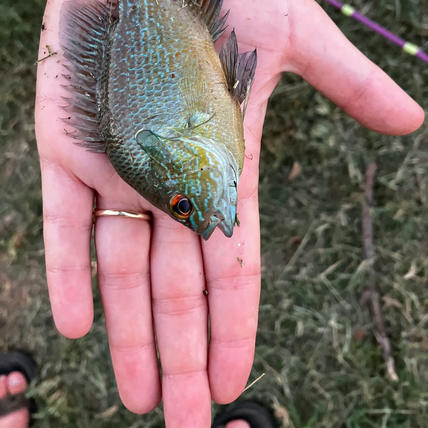 Greengill hybrid caught on Fishbrain