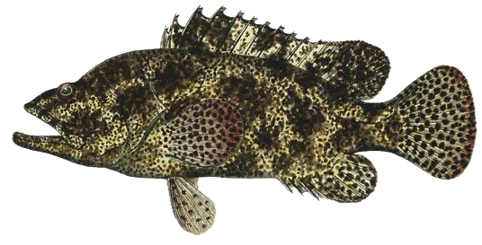 Brown-marbled grouper