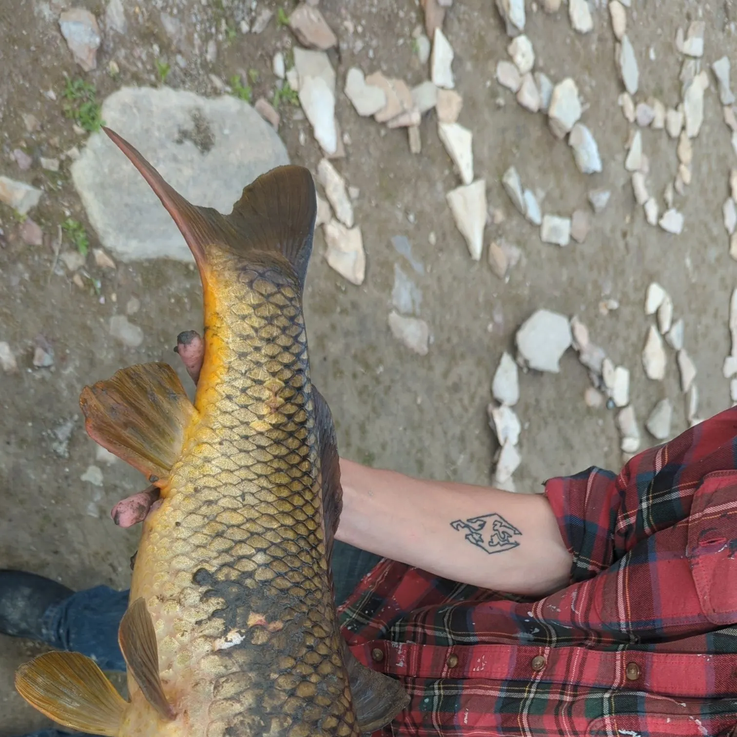 The most recent Common carp catches on Fishbrain