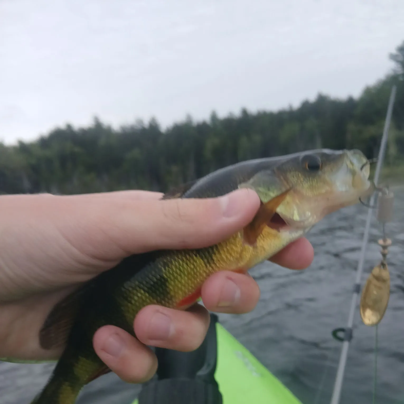 Yellow perch caught on Fishbrain