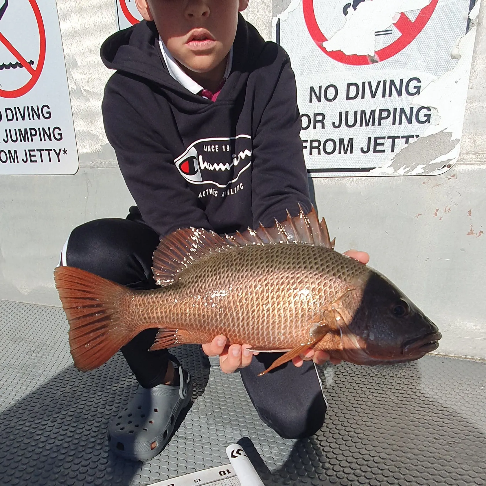 The most recent Mangrove red snapper catches on Fishbrain