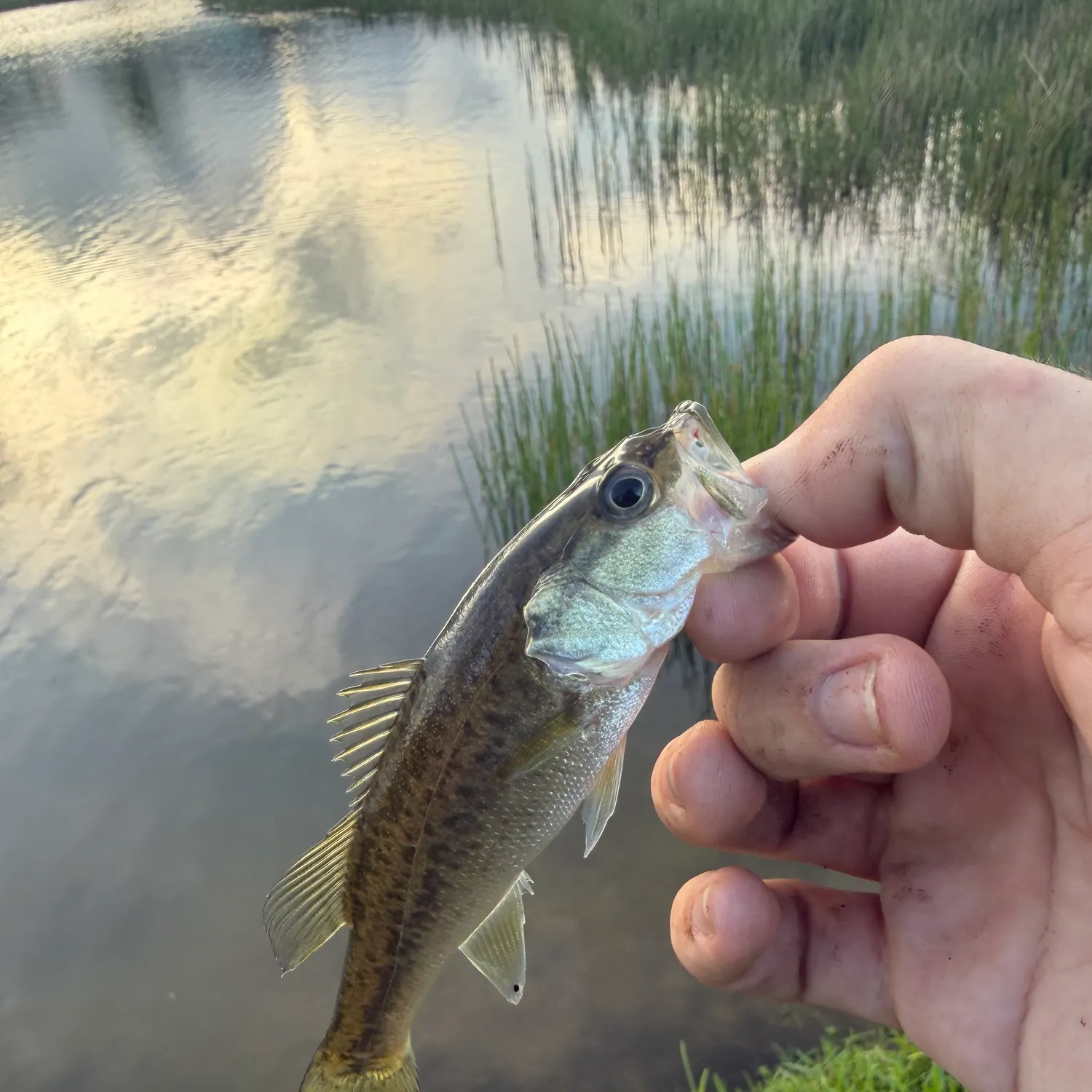 Spotted bass caught on Fishbrain