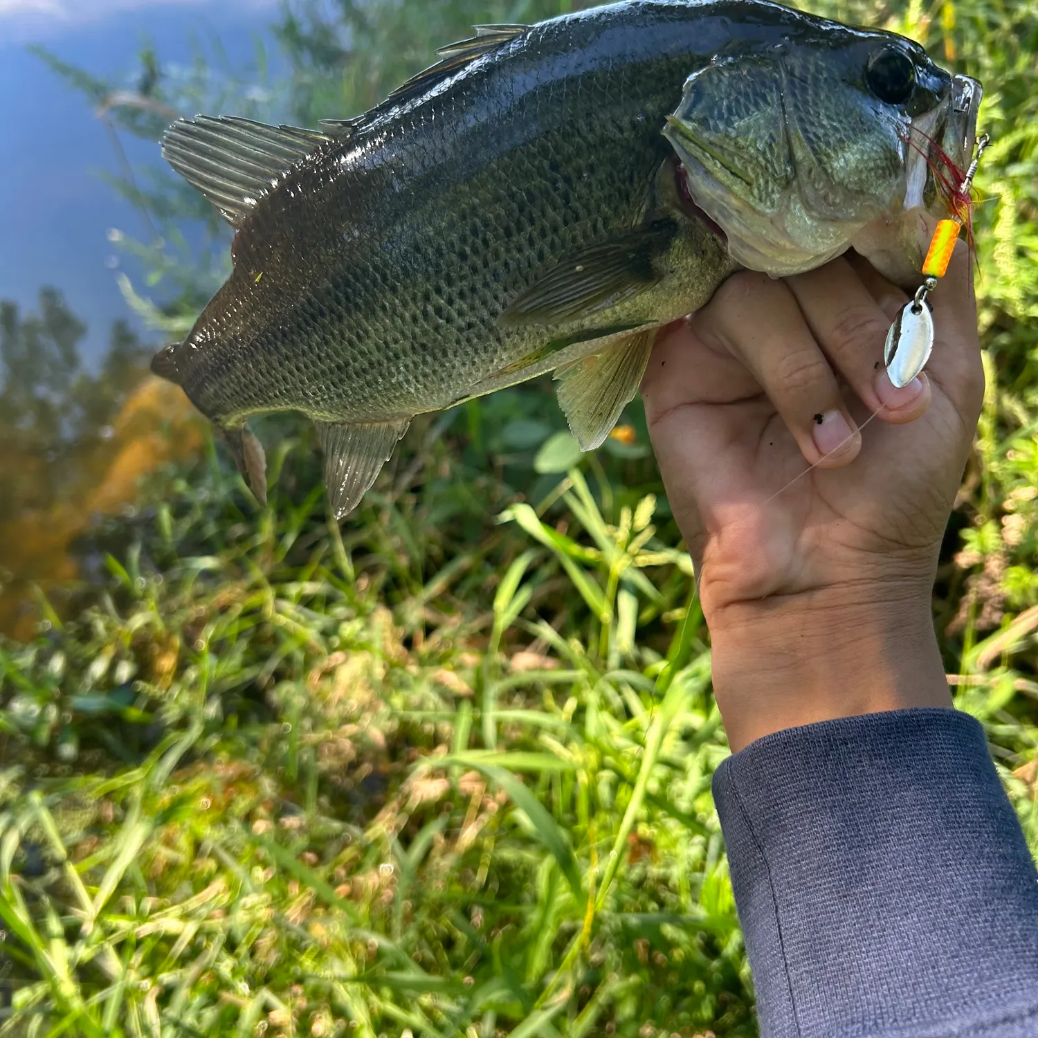 Largemouth bass caught on Fishbrain