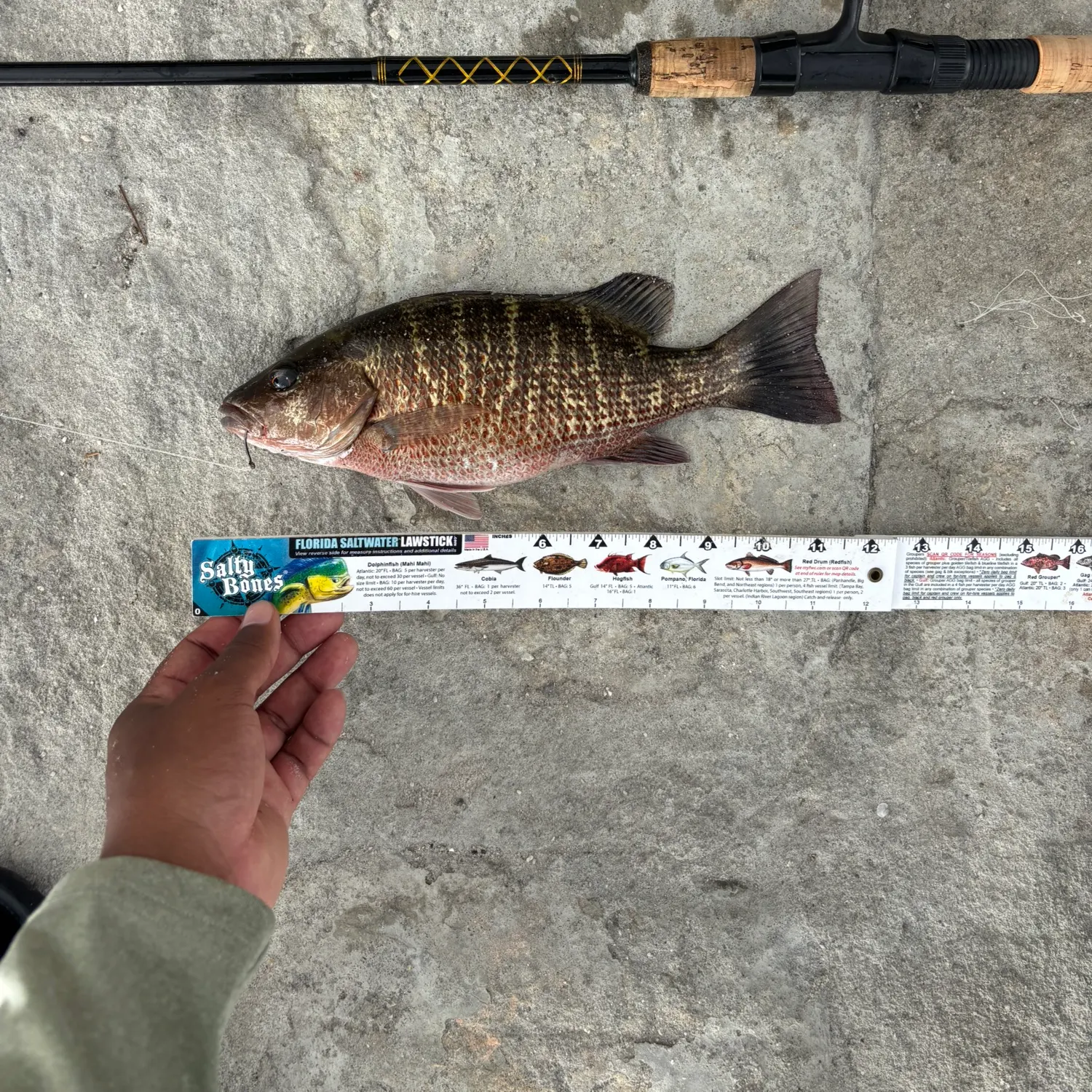 recently logged catches