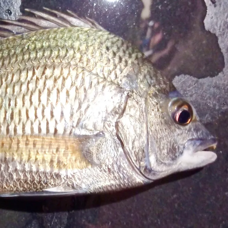Fishing in India ️️️️ Explore the best fishing spots and areas