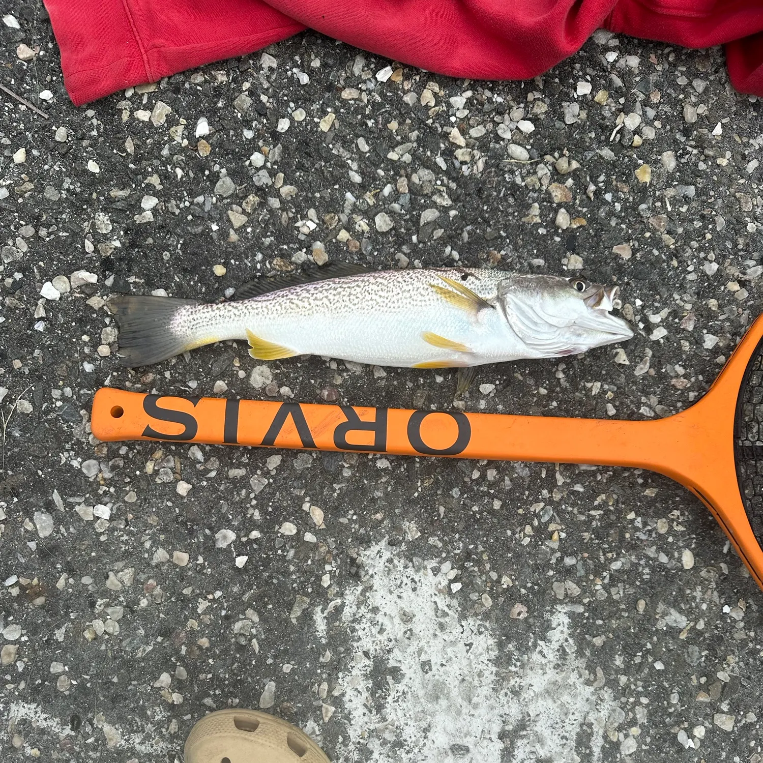 The most recent Gray weakfish catches on Fishbrain