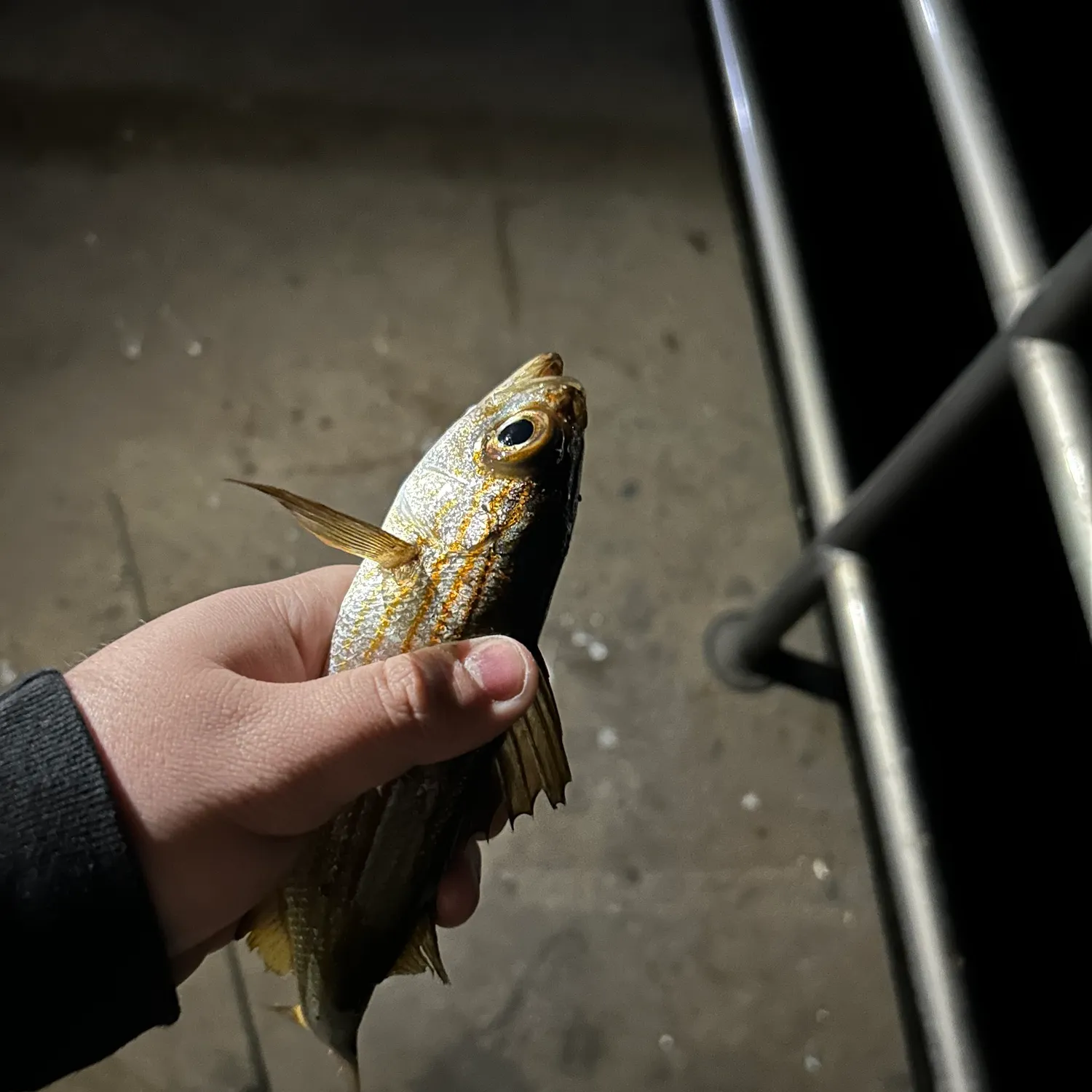 The most recent Salema porgy catches on Fishbrain