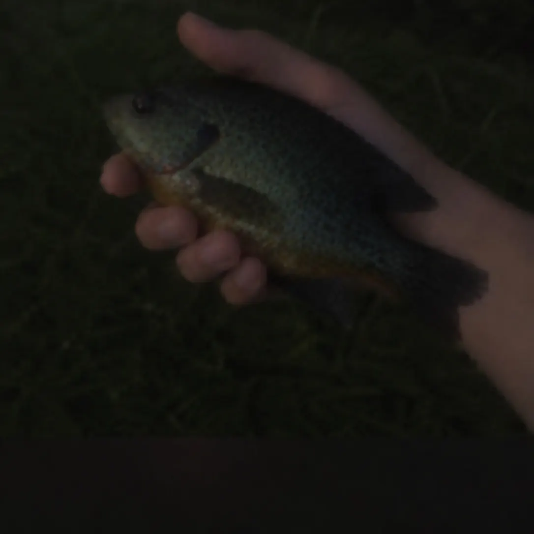Pumpkinseed caught on Fishbrain