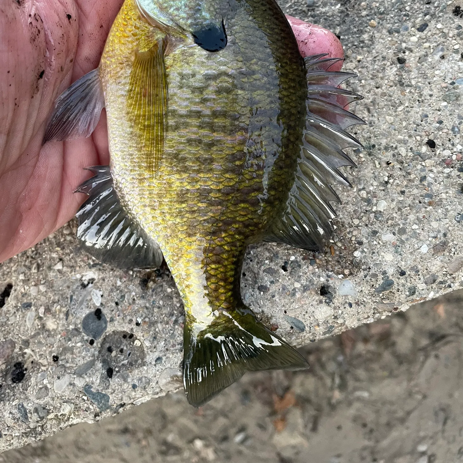 Bluegill caught on Fishbrain