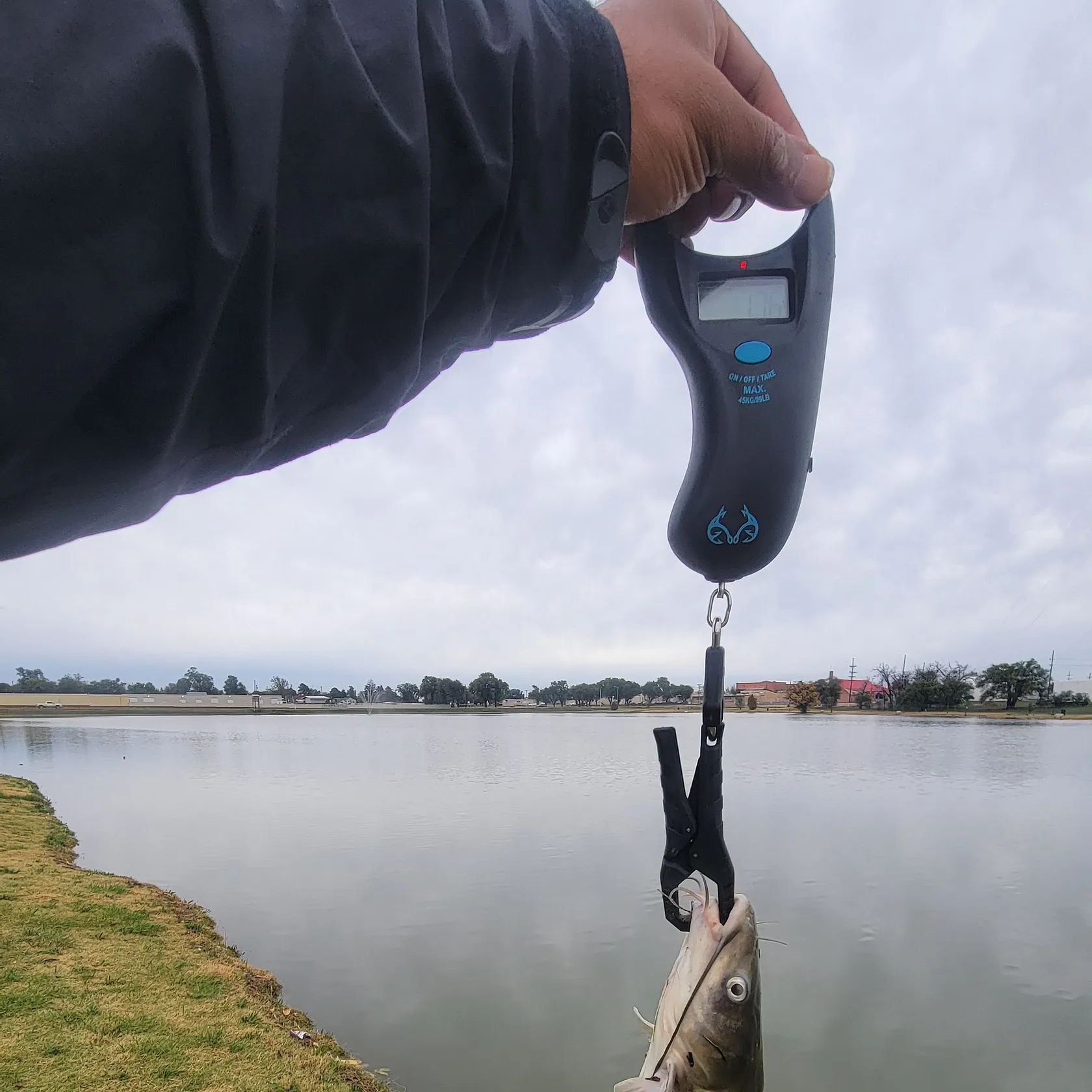Channel catfish caught on Fishbrain