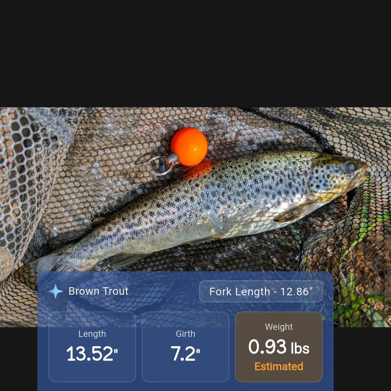 recently logged catches