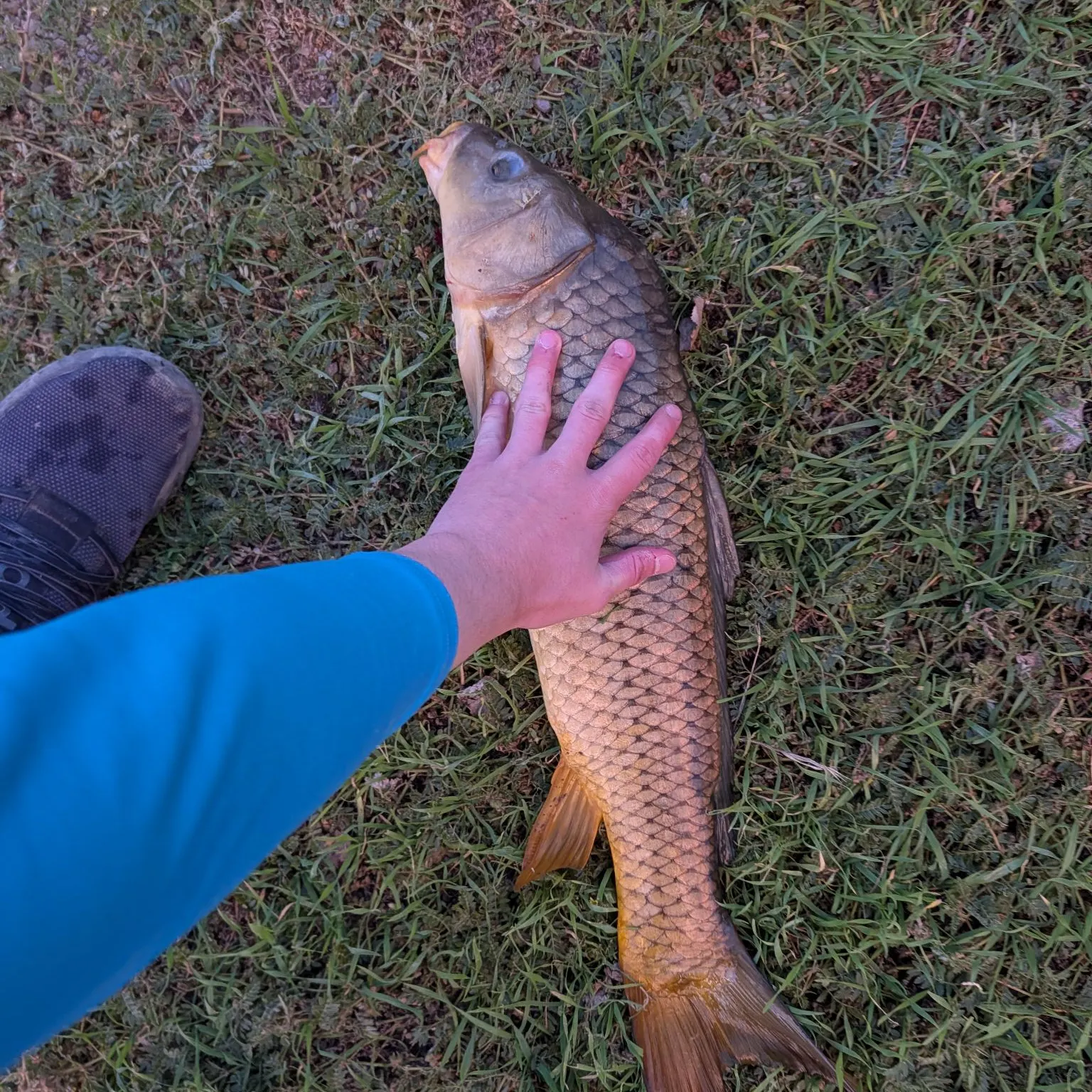 Common carp caught on Fishbrain
