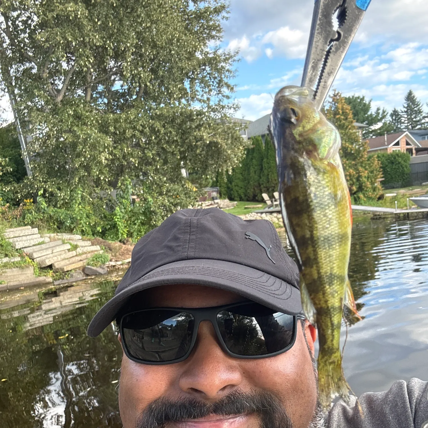 Yellow perch caught on Fishbrain