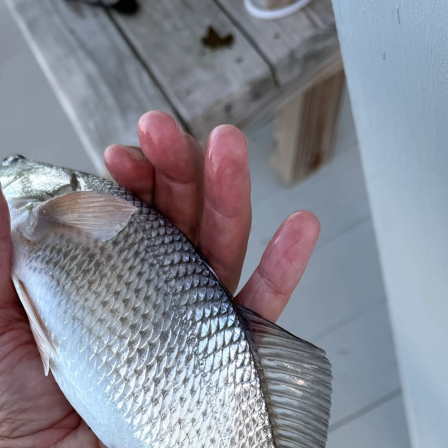 Red drum caught on Fishbrain
