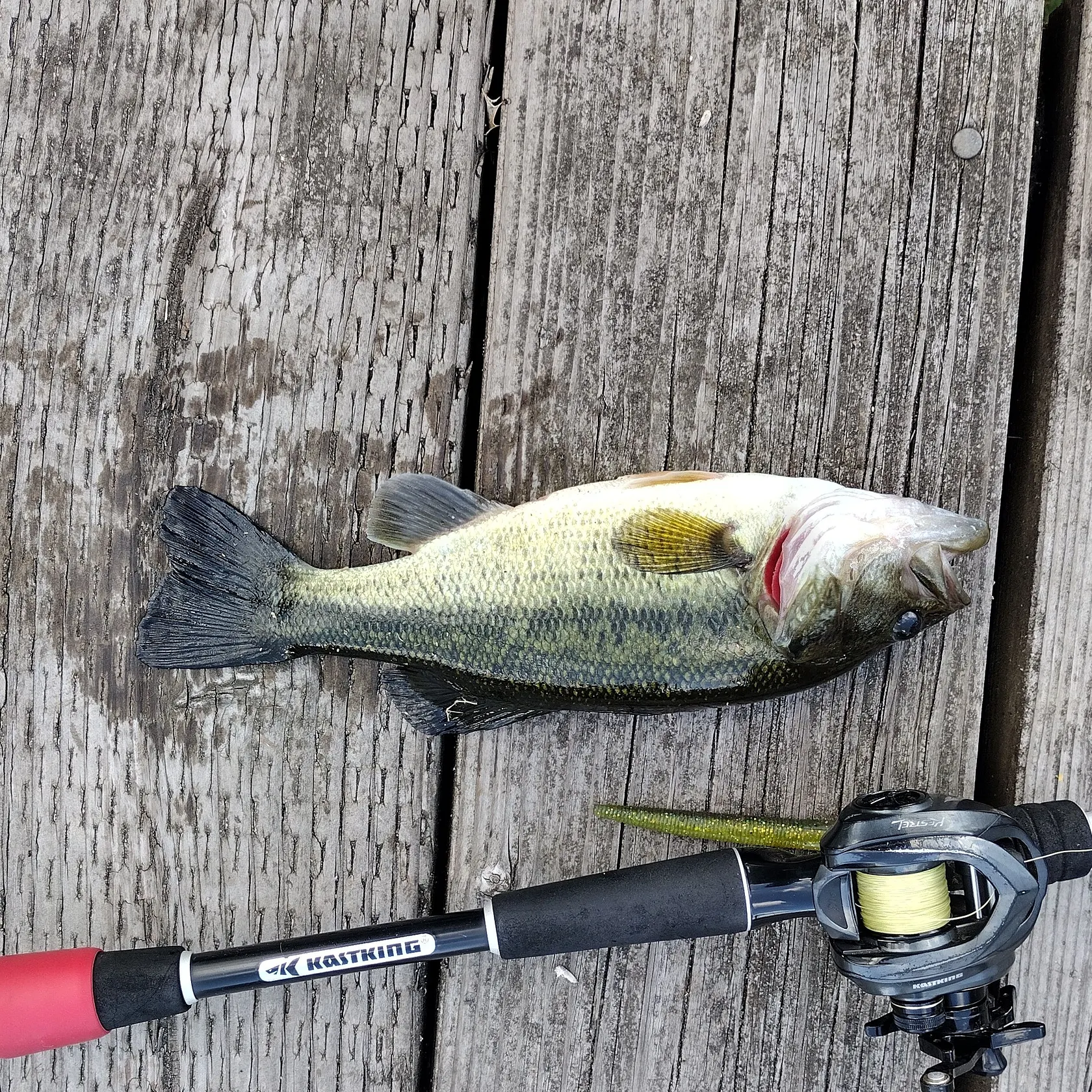 Largemouth bass caught on Fishbrain
