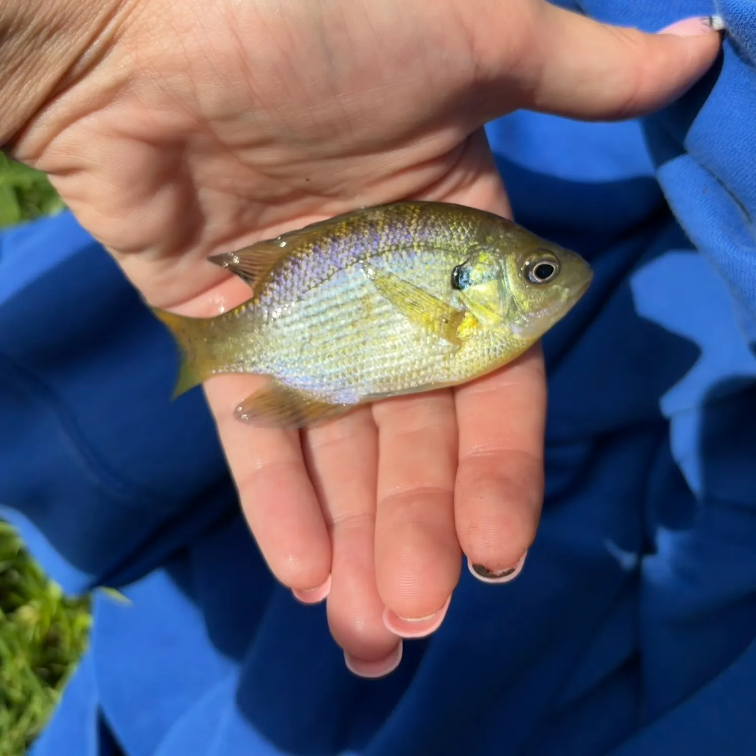 Bluegill caught on Fishbrain