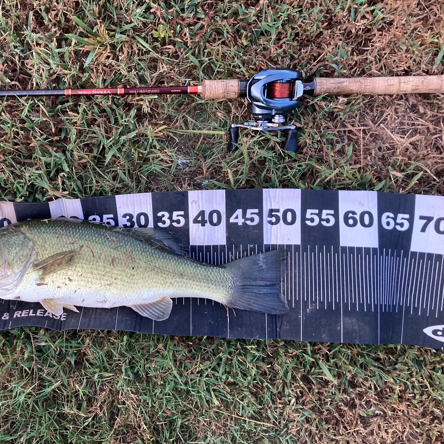 Largemouth bass caught on Fishbrain