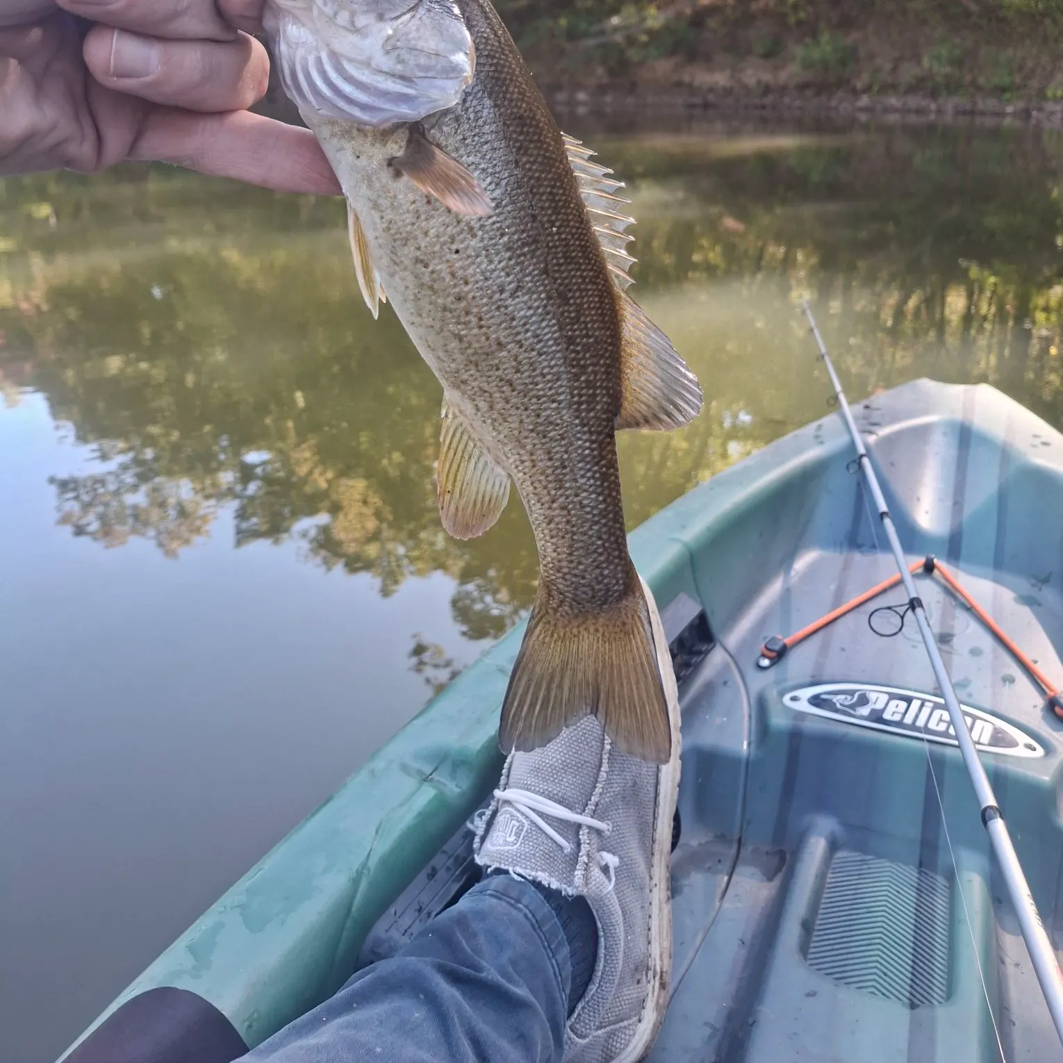 Smallmouth bass caught on Fishbrain