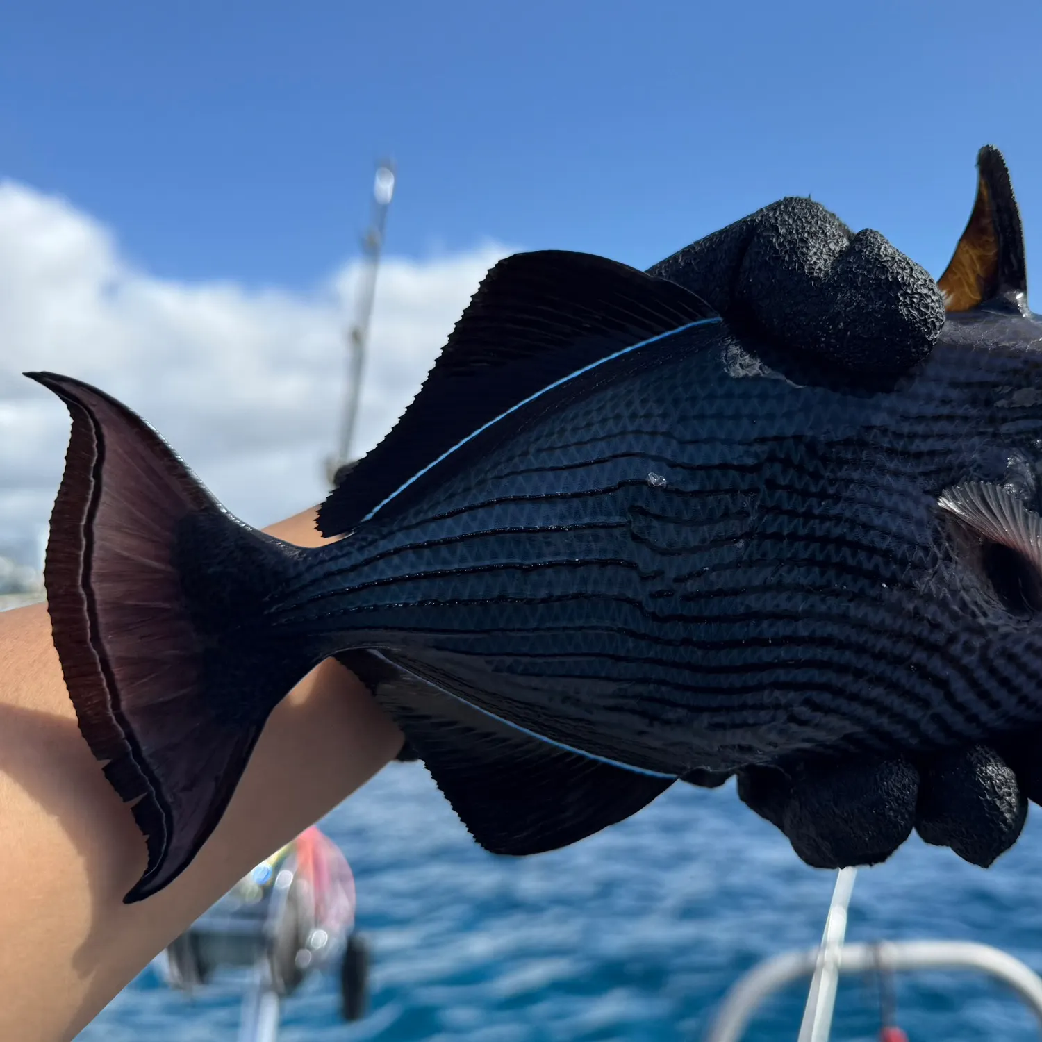 The most popular recent Black triggerfish catch on Fishbrain