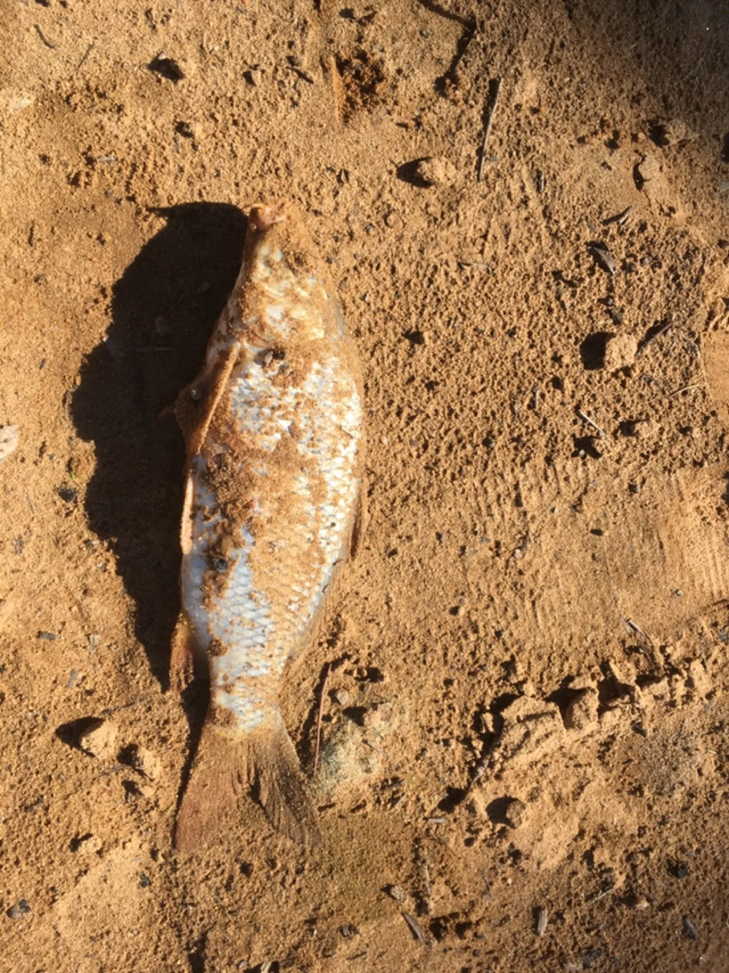 Post image from Dennism1