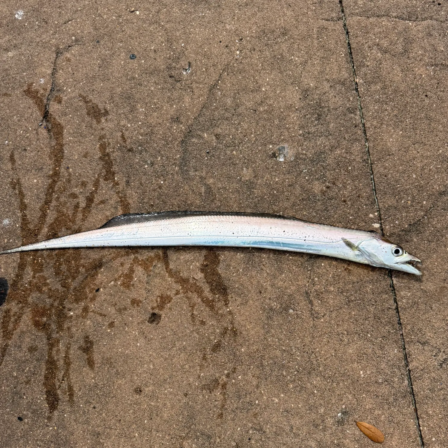 The most recent Atlantic cutlassfish catches on Fishbrain