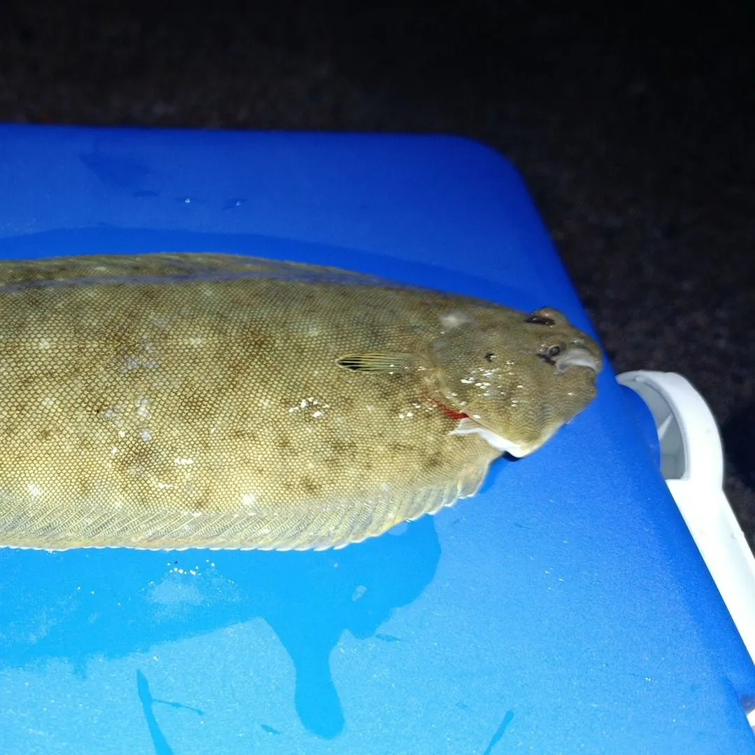 The most recent Common sole catches on Fishbrain