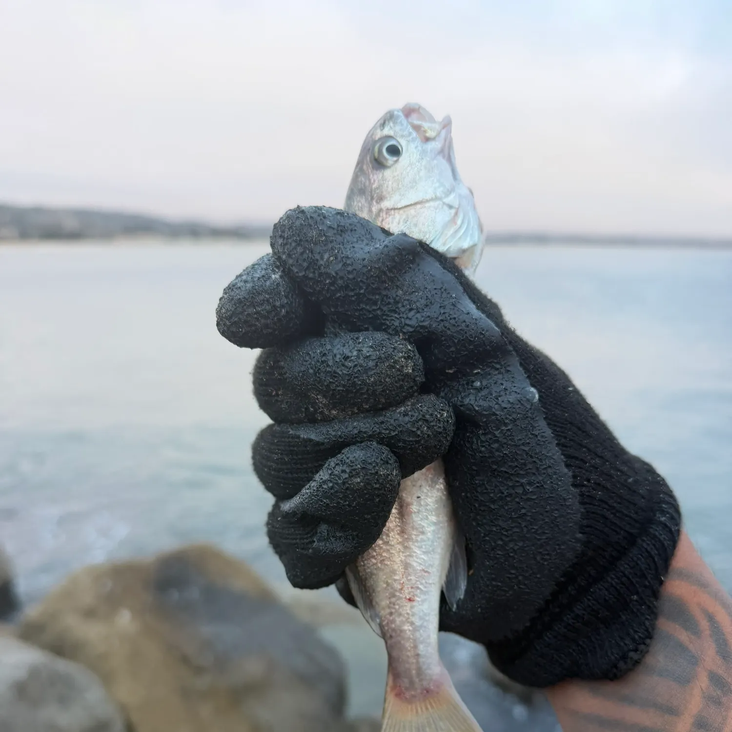 White croaker caught on Fishbrain