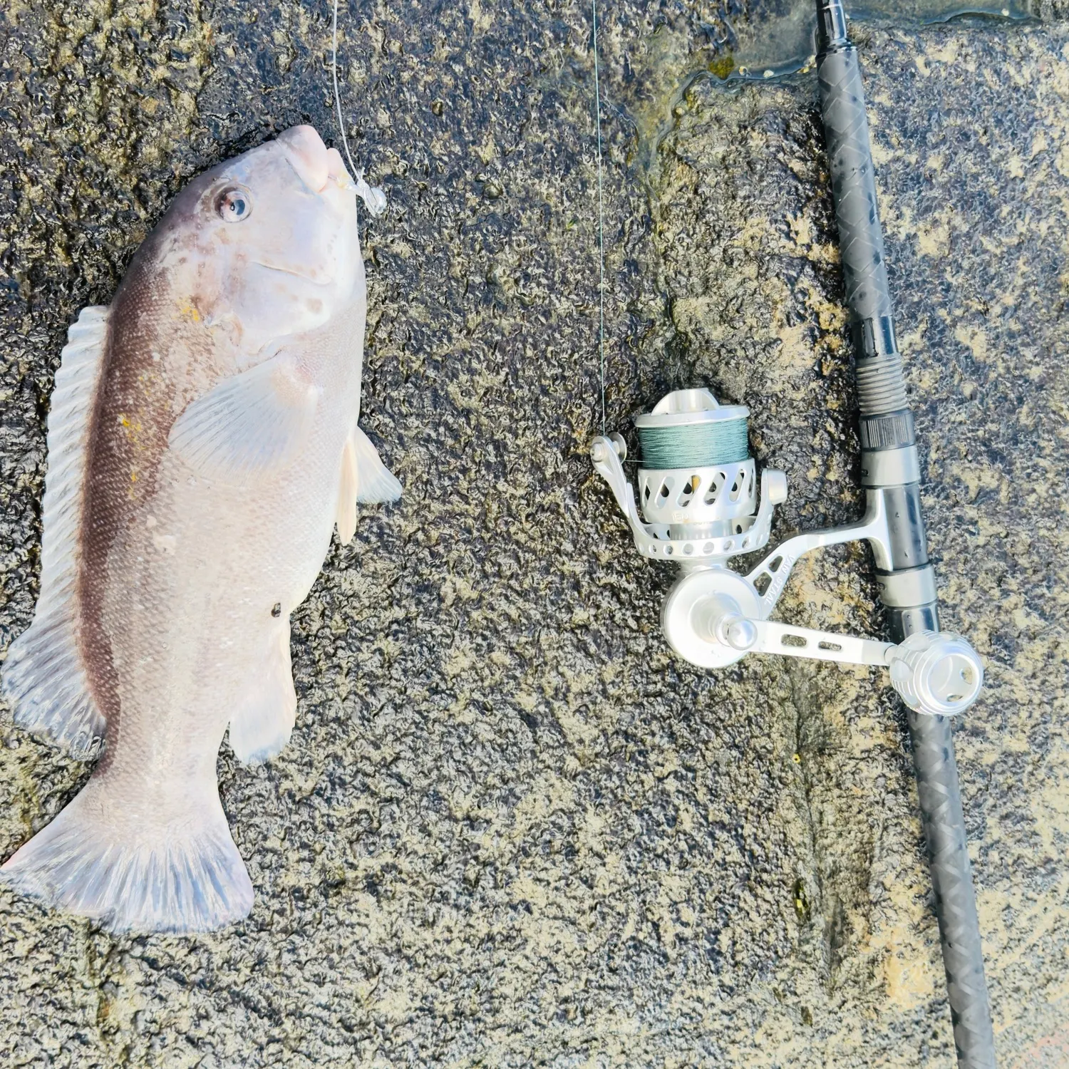 Tautog caught on Fishbrain