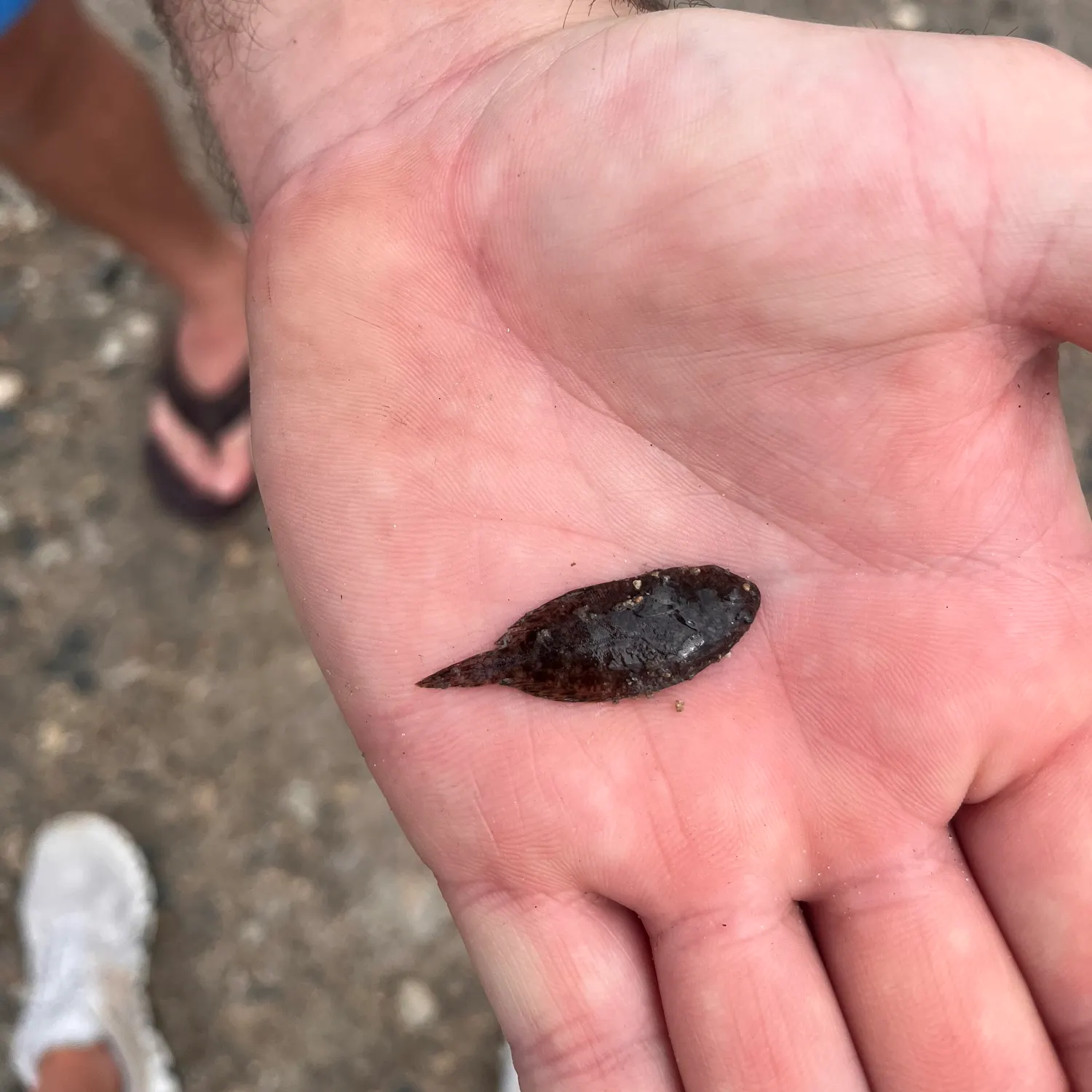Summer flounder caught on Fishbrain