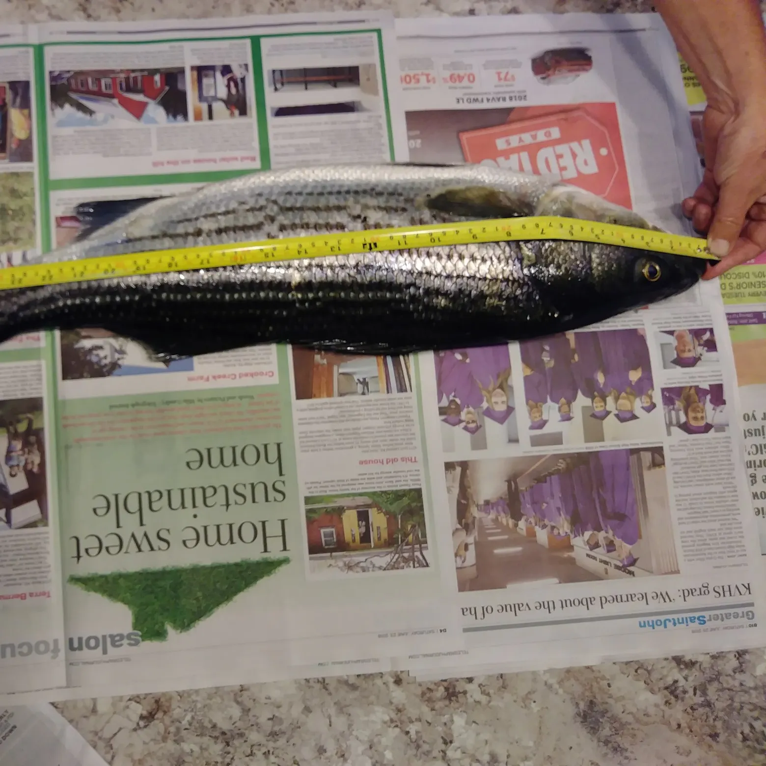 recently logged catches