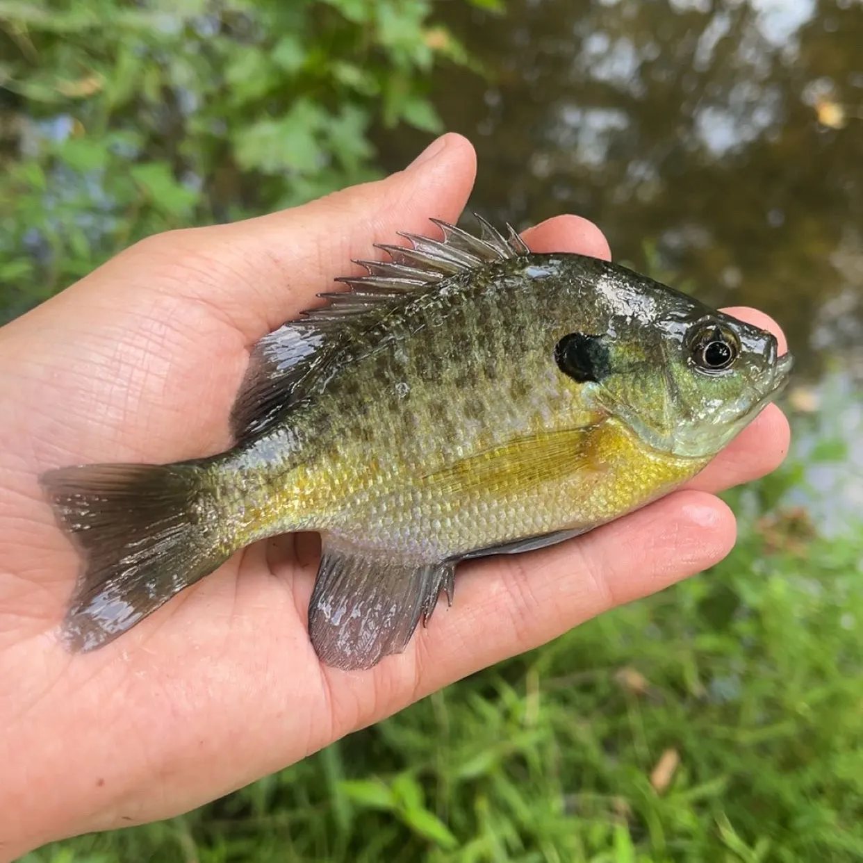 Bluegill caught on Fishbrain