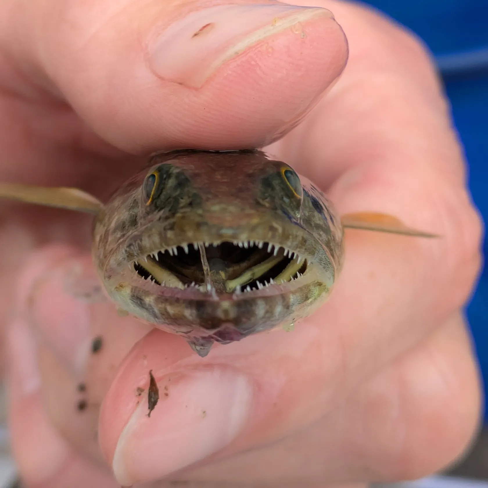 Inshore lizardfish caught on Fishbrain