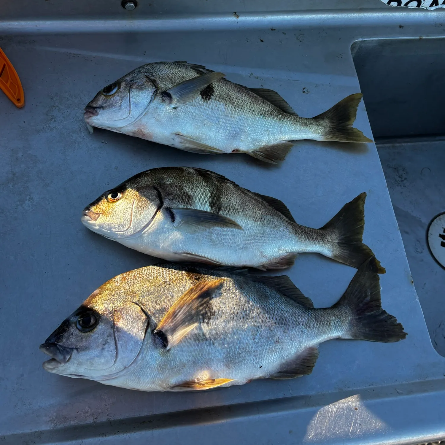 Sargo caught on Fishbrain