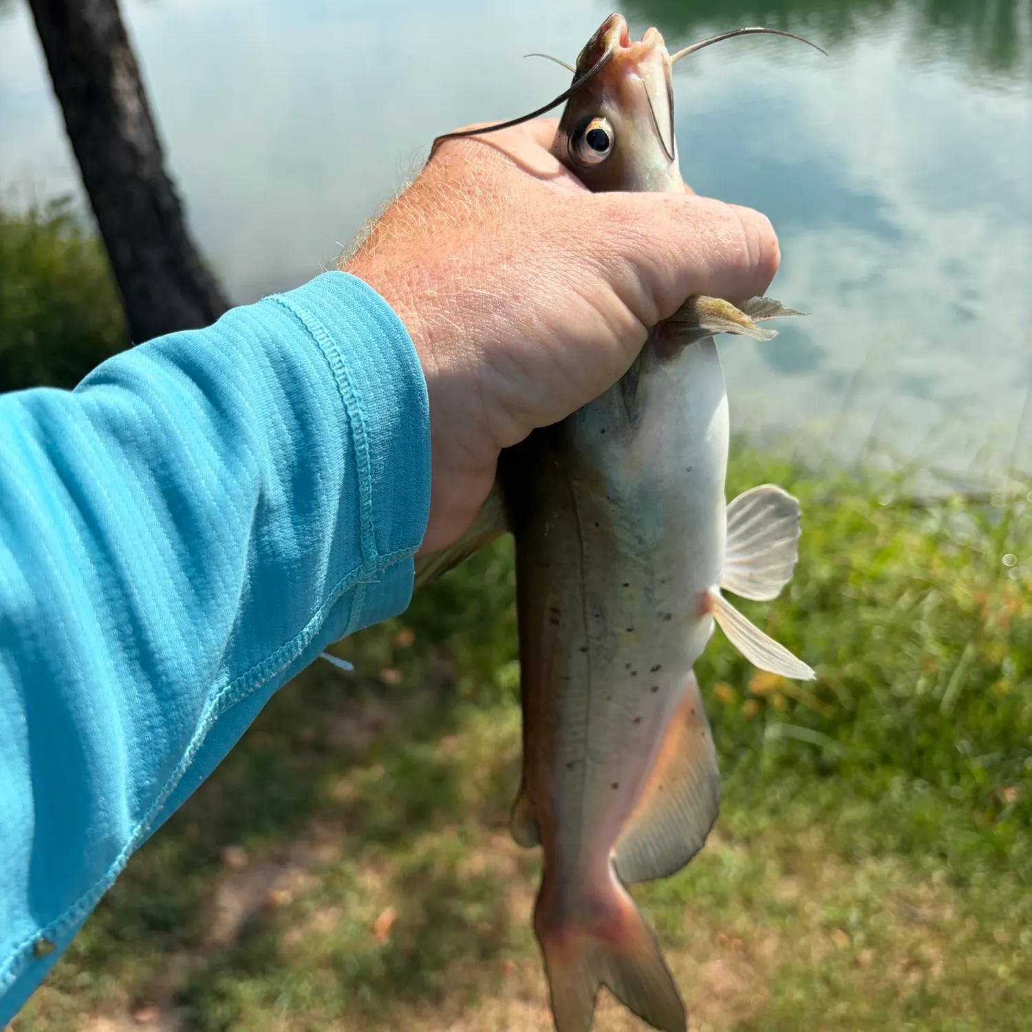 Channel catfish caught on Fishbrain