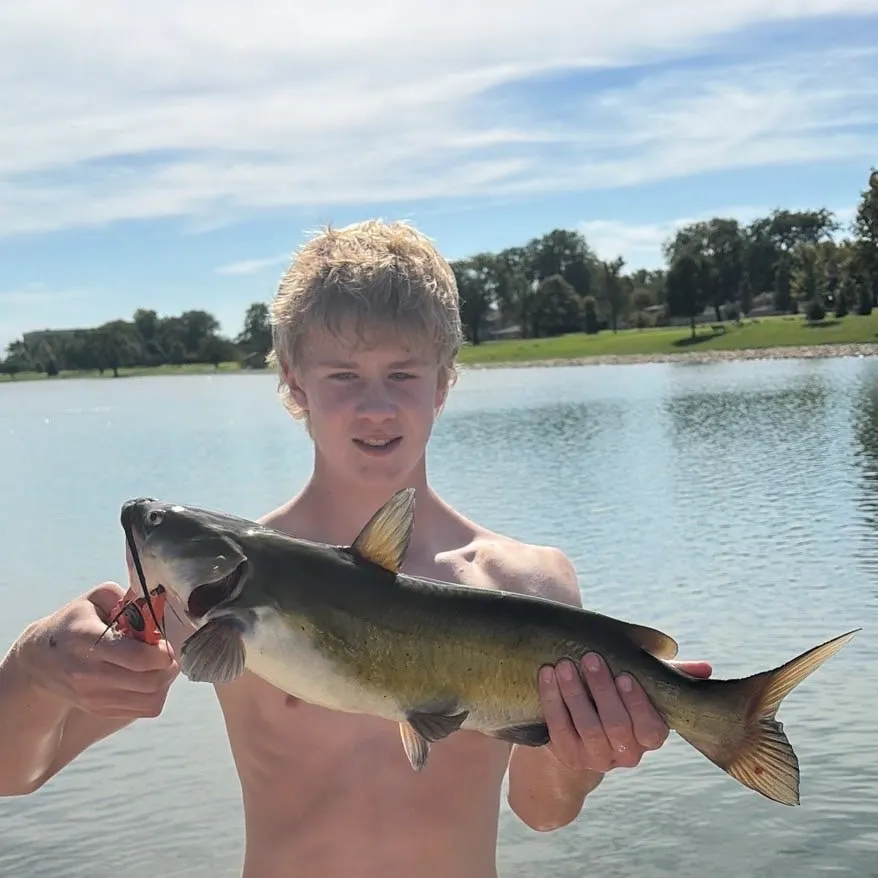 Channel catfish caught on Fishbrain