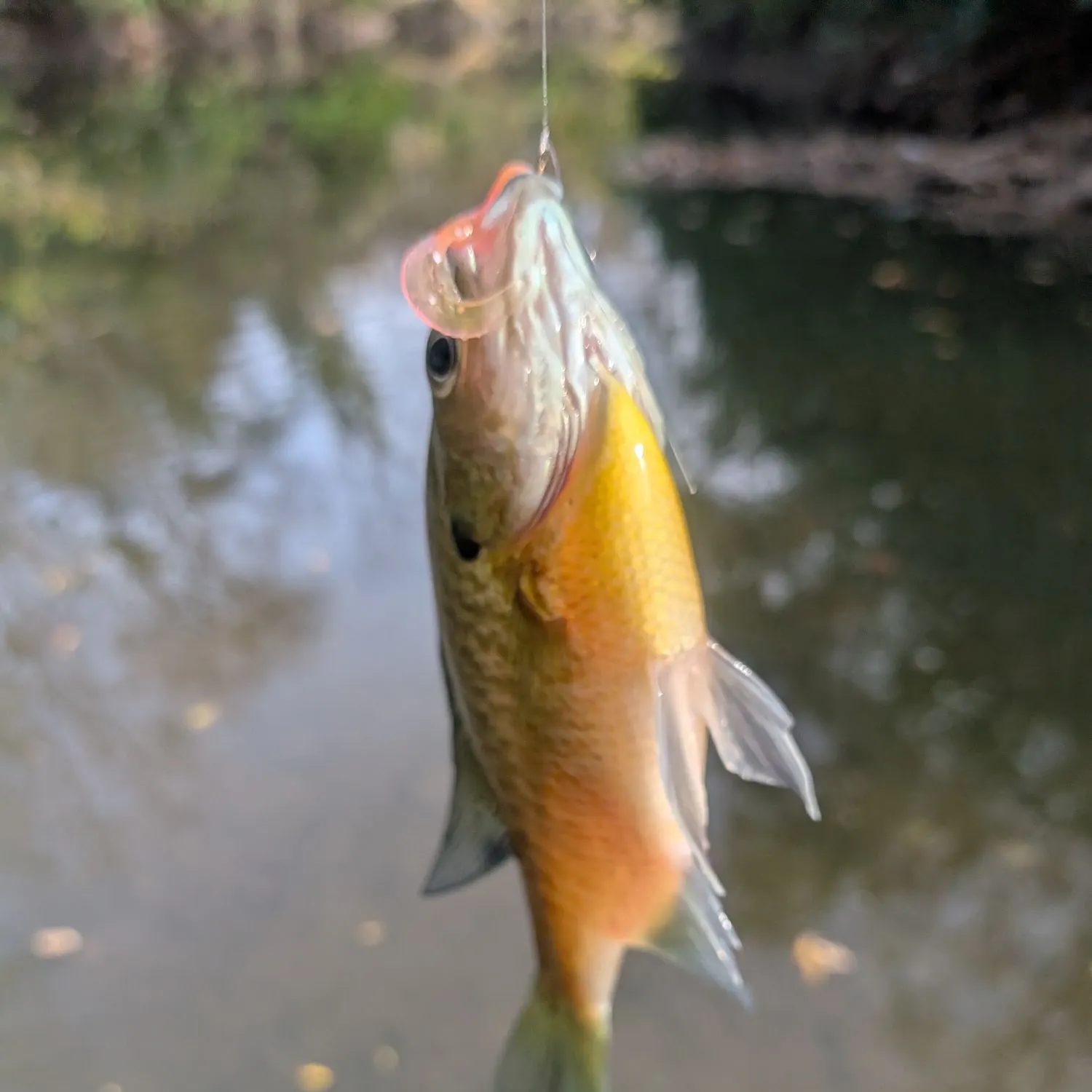 Green sunfish caught on Fishbrain