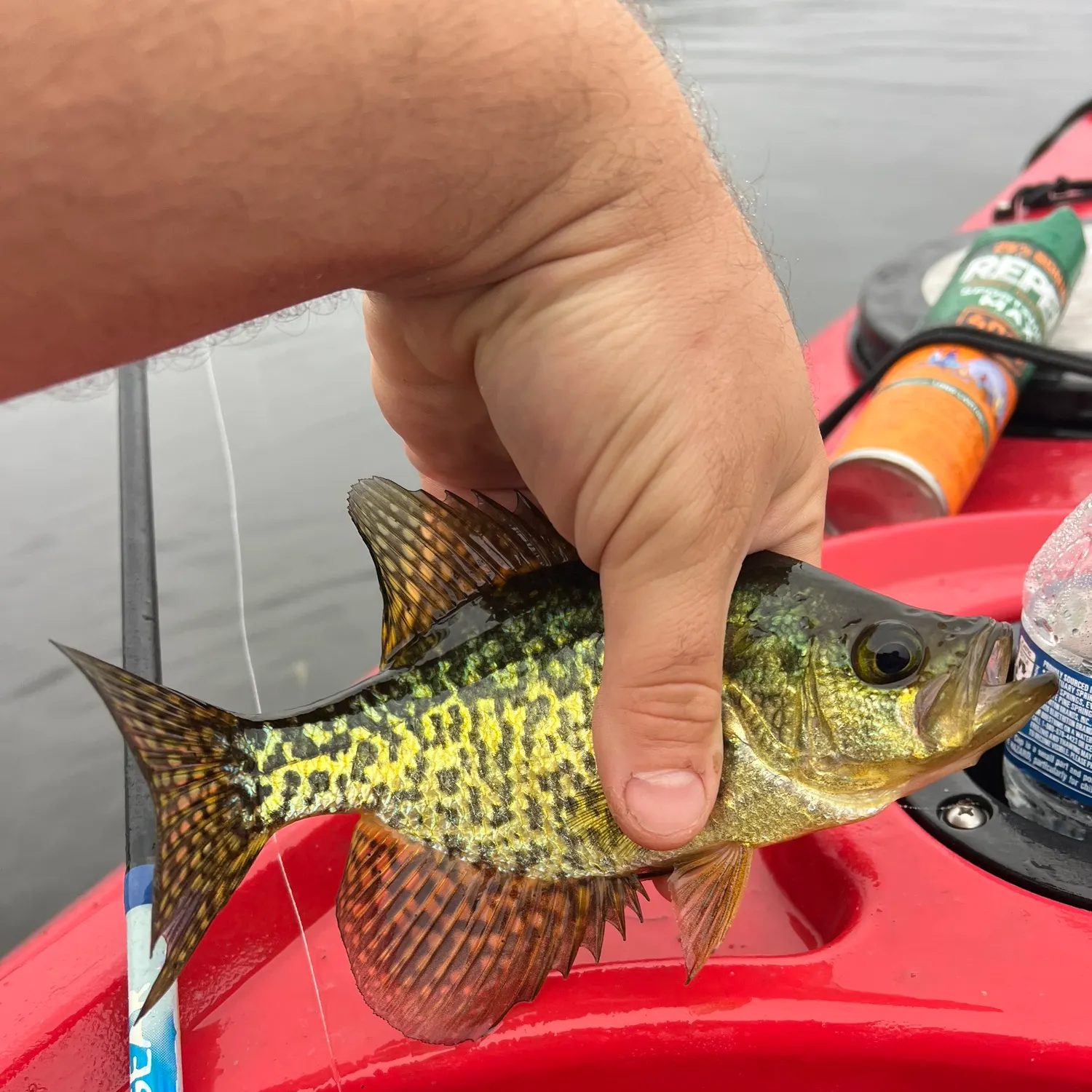 Black crappie caught on Fishbrain