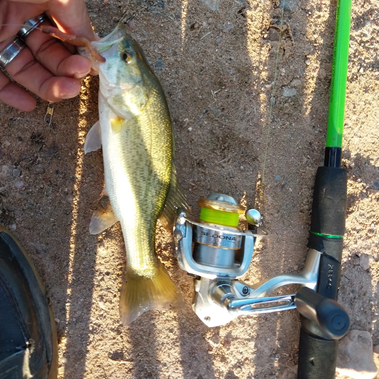 Largemouth bass caught on Fishbrain