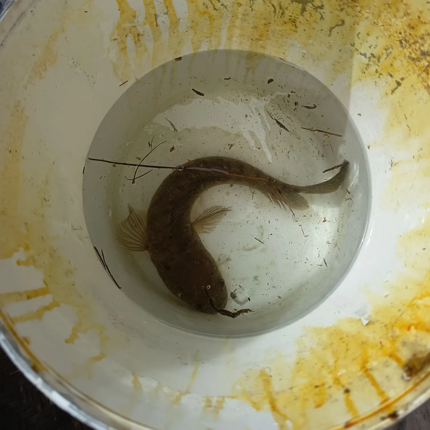 The most recent Striped snakehead catches on Fishbrain