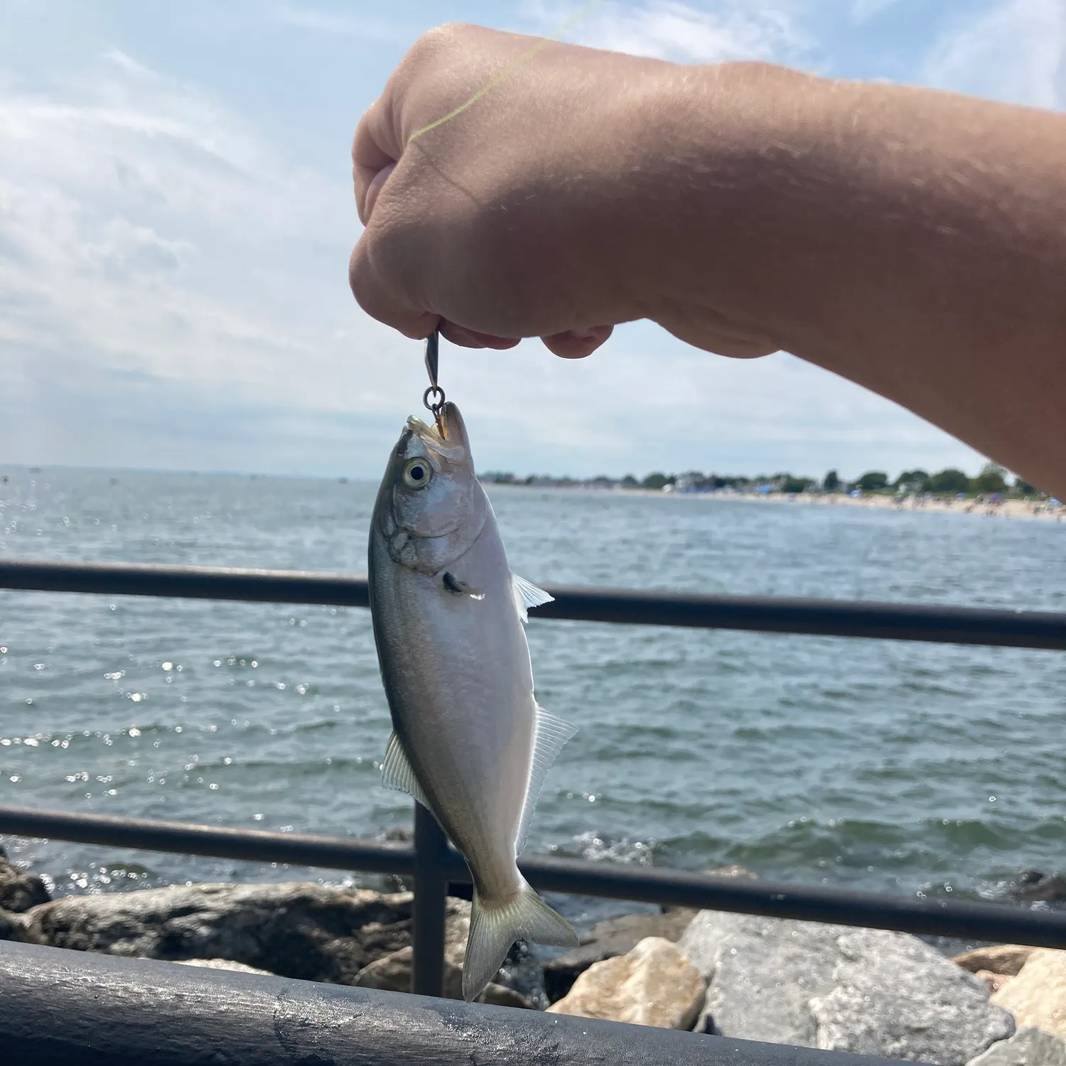 Bluefish caught on Fishbrain